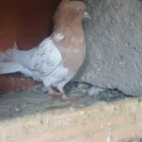 چند تا کفتر پرشی