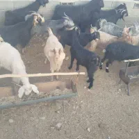 ۲۰ راس بز داشتی