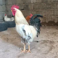 خروس