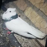 چهار عدد کبوتر. مهران