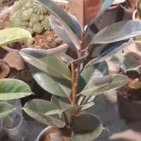 گلخانه سالار|خدمات باغبانی و درختکاری|کوچصفهان, |دیوار