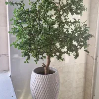 کراسولا خرفه ای ۱۲ ساله|گل و گیاه طبیعی|آزادشهر, |دیوار