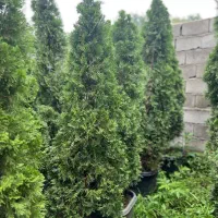 تویا آمریکا دم روباه طلایی ژونی پروس ستاره ای اورس