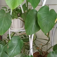 گل برگ انجیری با گلدان سفید لعاب دار