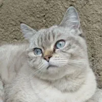 گربه،بِریتیش