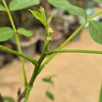 نـهـال گردوی پـیـوندی|خدمات باغبانی و درختکاری|قزوین, |دیوار