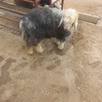 کوه ماده عتیقه|حیوانات مزرعه|اندیکا, |دیوار