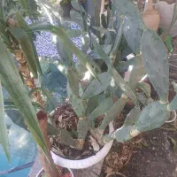 گل کاکتوس
