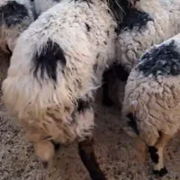 قوچ تخمی تیزوون