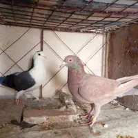 دمگیر پلاکی دولت اباد|پرنده|برخوار, |دیوار