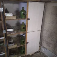 کفتر جفت کنی کفتر