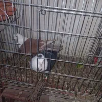 کبوتر جفتی|پرنده|بجنورد, |دیوار