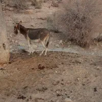 یک عدد الاغ نر فروشی