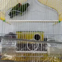 دو عدد طوطی برزیلی نر و ماده