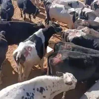 گوساله فروشی زاهدان زابل|حیوانات مزرعه|ساربوک, |دیوار