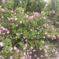 باغچه فروشی یا معاوضه|فروش زمین و ملک کلنگی|شهریار, اسکمان|دیوار