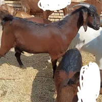 دو عدد گیسه شیرا|حیوانات مزرعه|فردوس (کرمان), |دیوار