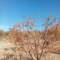 هرکاری وفرم دهی انواع درختان|خدمات باغبانی و درختکاری|مرند, |دیوار