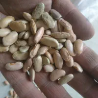 لوبیا کپسولی لوبیا کشاورز|خوردنی و آشامیدنی|تهران, آبشار|دیوار