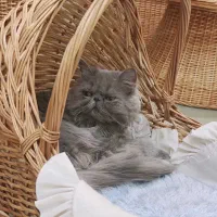 پرشین سوپر فلت اصیل به رنگ کمیاب بلو