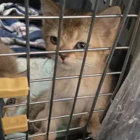 بریتیش گلد شورت هیر