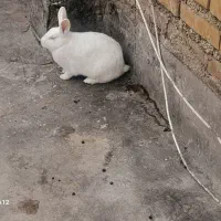 خرگوش|موش و خرگوش|نگین شهر, |دیوار