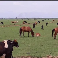 قایق سواری در تعاونی مجاز (vipوسنتی)|تور و چارتر|بندر انزلی, جزیره|دیوار