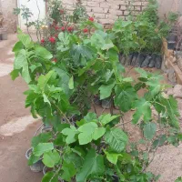 انواع نهال پیوندی   قنوات