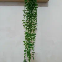 ریسه بید مجنون