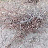 کنده وچوپ هرس فروشی|عمدهفروشی|هشتگرد, شهرک اقدسیه|دیوار