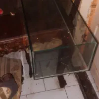 دو عدد آکواریوم