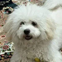 سگ شیتزو هشت ماهه|سگ|شیراز, کوشک میدان|دیوار