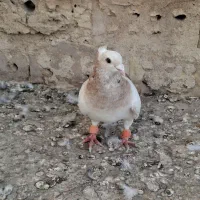 کبوتر|پرنده|نیشابور, شریعتی|دیوار