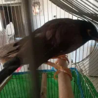 مینا|پرنده|شاهین‌شهر, طالقانی|دیوار