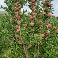 خدمات باغبانی.خرید چوب.چالکود.سم پاشی.تیلر|خدمات باغبانی و درختکاری|کرمانشاه, |دیوار