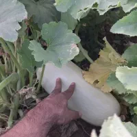 تخمه کدو گوشتی درجه یک بوجاری شده 500 کیلو