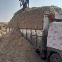 تفاله نیشکر تازه و سفید