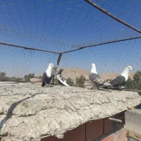 ۴ عدد کبوتر خوشگل