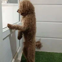 پودل توی نر رنگ رد