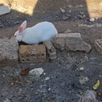 خرگوش با قیمت مناسب|موش و خرگوش|خرمشهر, |دیوار