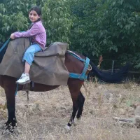 مادیون یورغه|اسب و تجهیزات اسبسواری|پیرانشهر, |دیوار