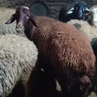 گوسفند ابستن