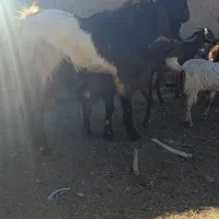 بز نر یک ساله