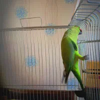 جوجه ملنگو آماده یادگیری