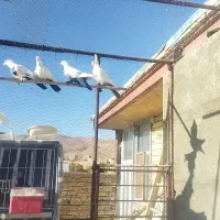 دم سیاه دم قهوه ای