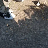 غاز و اوردک اسراعیلی|حیوانات مزرعه|قشلاق دشت, |دیوار