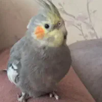 عروس  هلندی