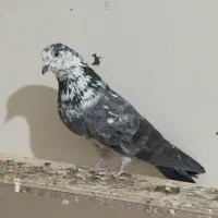 کفتر پرشی|پرنده|شهریار, شهرک مصطفی خمینی|دیوار