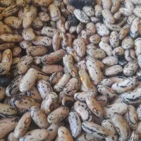 دانه پاچ آستانه موجود میباشد