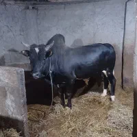 گاو نر